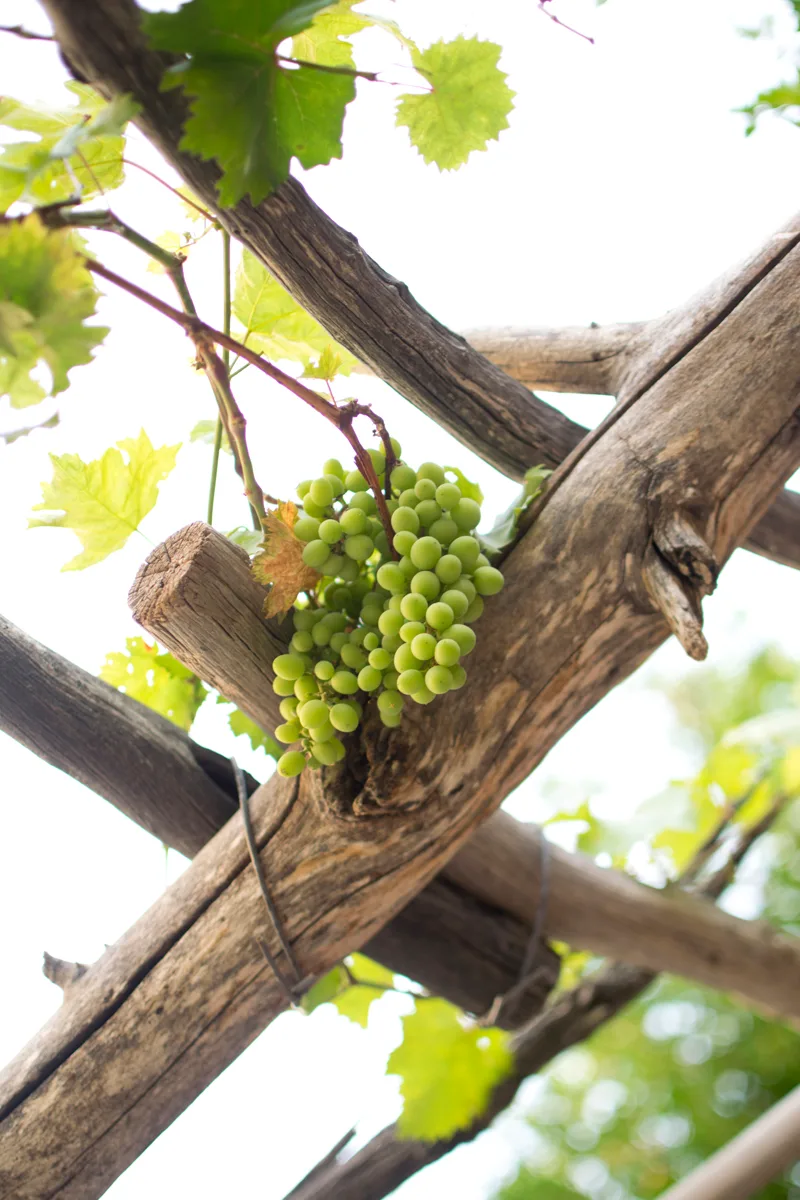 grapes on Jebel Akhdar