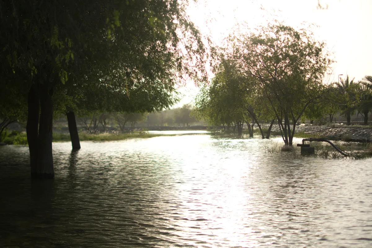 Sunlight over water and trees beside a Masfout creek