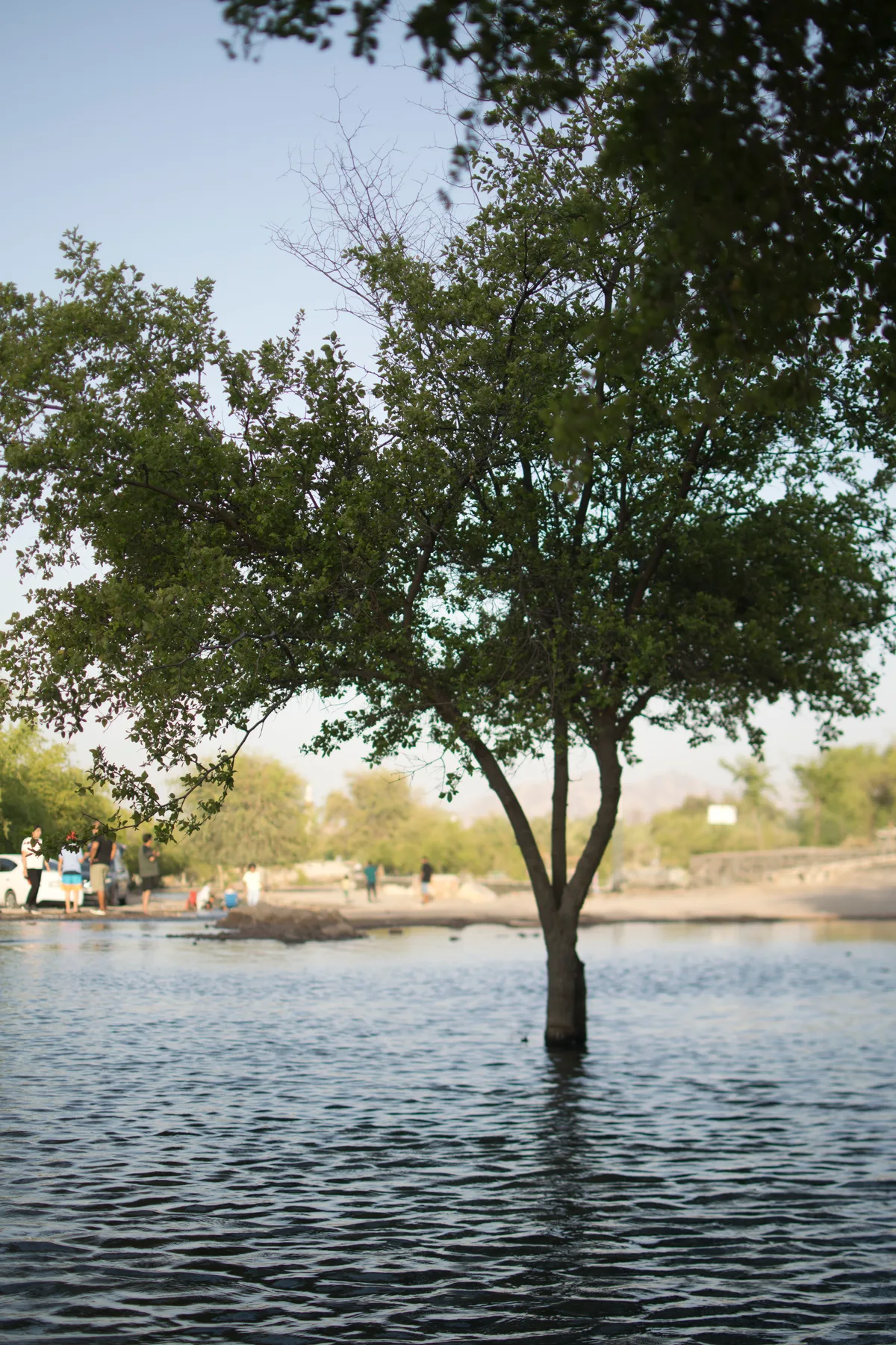 A leafy tree surrounded by water in Masfout