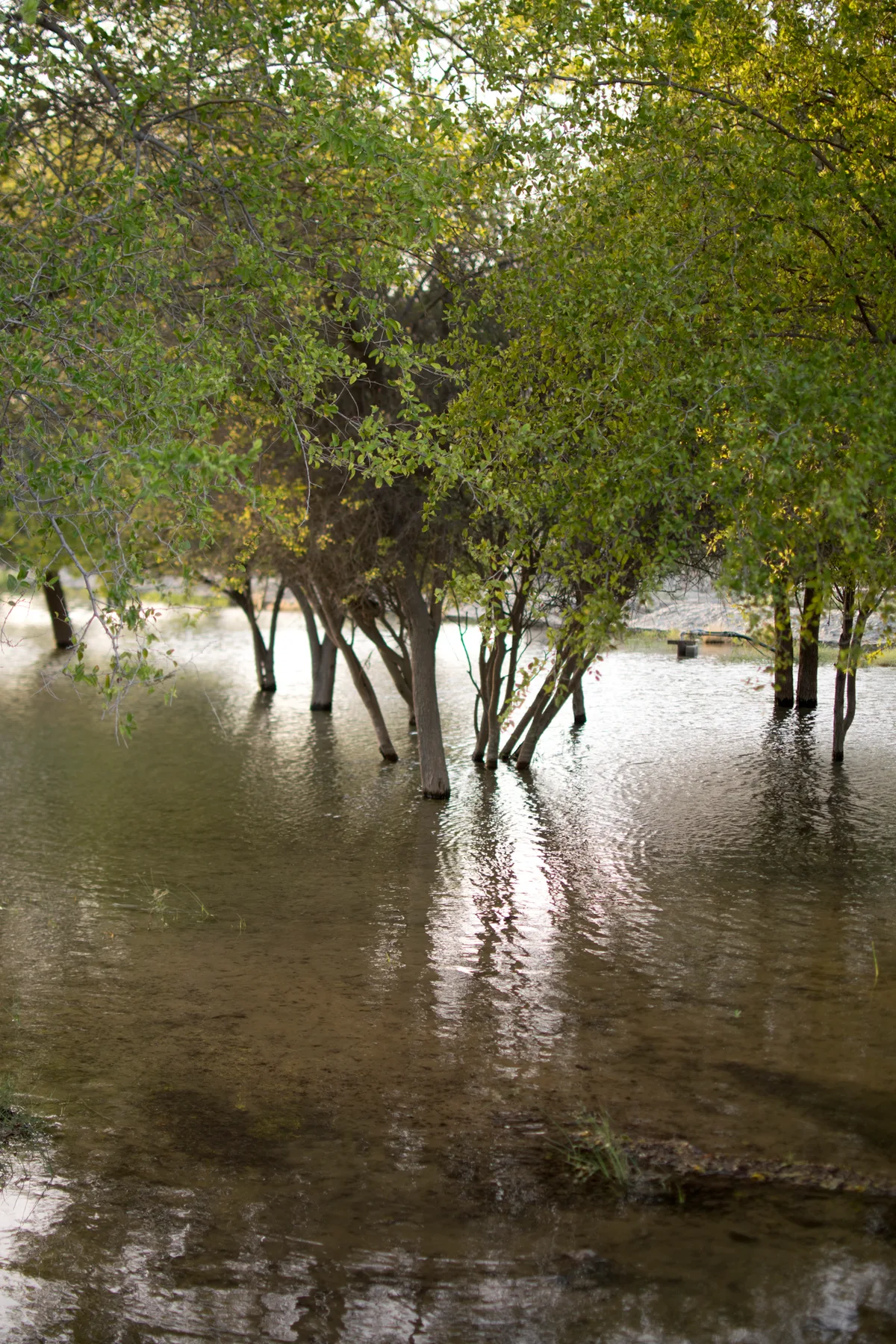 Green trees standing in water in Masfout